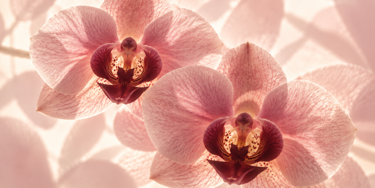 Twee roze orchideeën in zacht natuurlijk licht